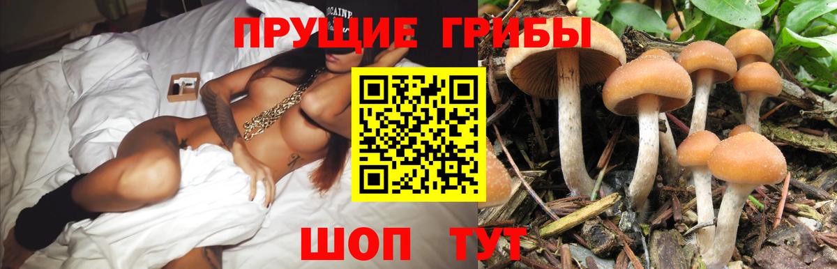 Богородицк  Псилоцибиновые грибы Cubensis  Вход с VPN 